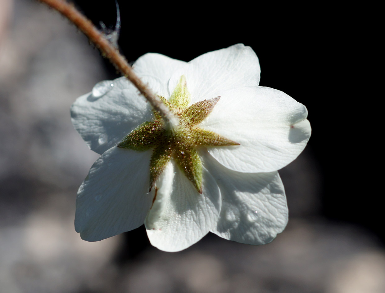 Image of Dryas punctata specimen.