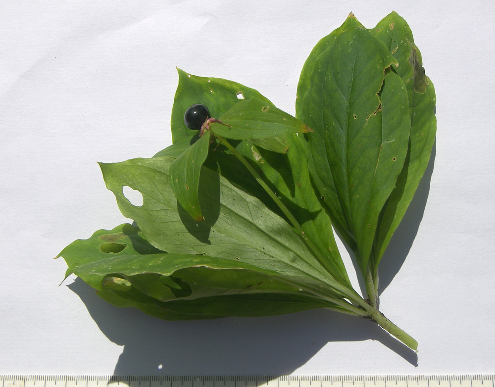 Image of Paris incompleta specimen.