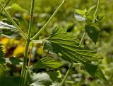Nepeta cataria