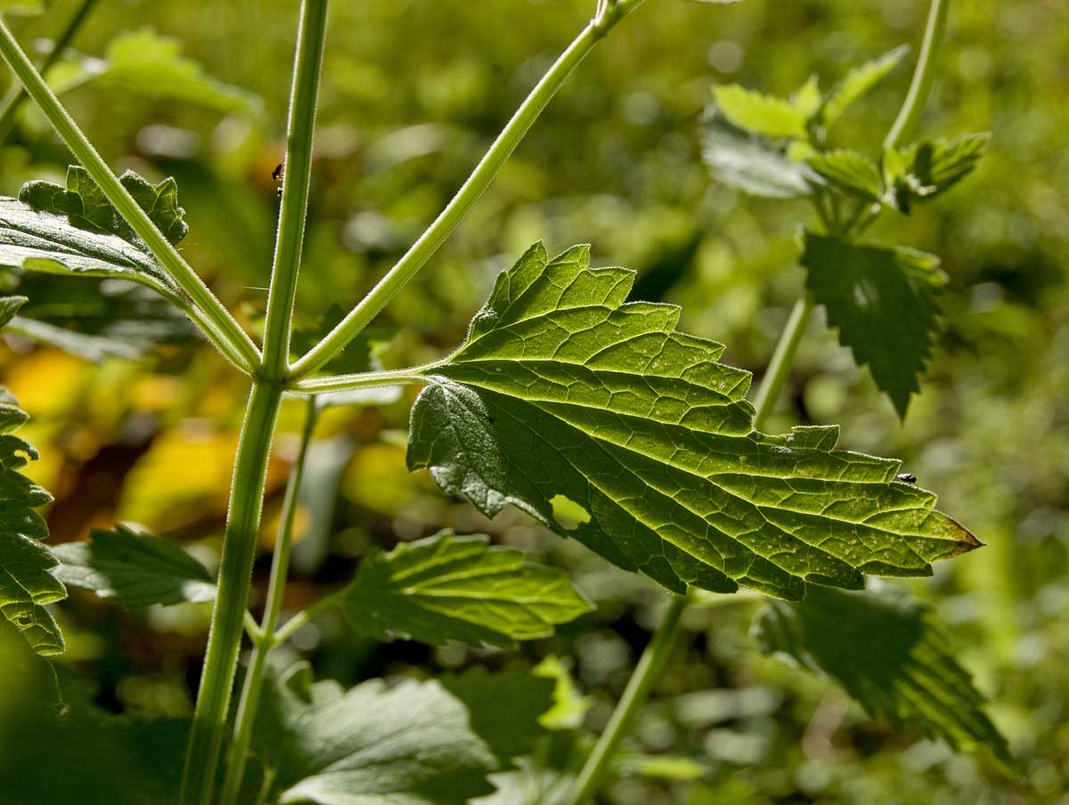 Image of Nepeta cataria specimen.