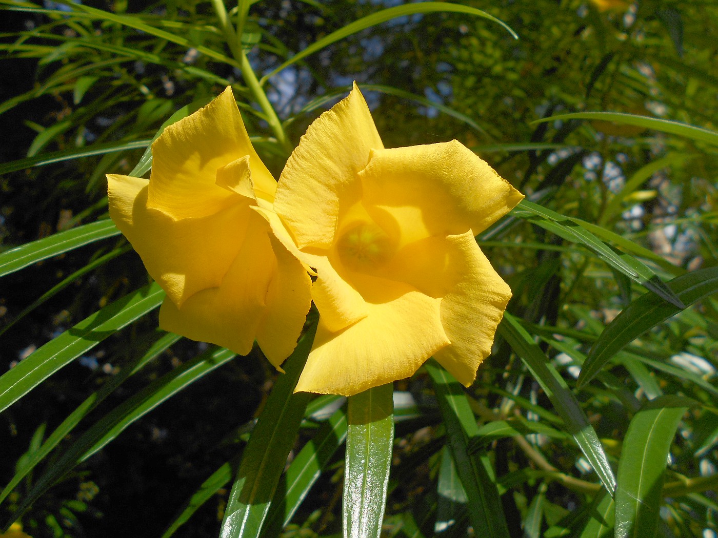 Image of Thevetia peruviana specimen.