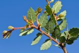 Zelkova abelicea. Верхушка веточки с развивающимися молодыми побегами (видна нижняя сторона листьев). Греция, о-в Крит, ном Ханья (Νομός Χανίων), дим Платаньяс (Δήμος Πλατανιά), горный массив Лефка Ори (Λευκά Όρη), урочище Ксилоскало (Ξυλόσκαλο), ≈ 1200 м н.у.м., на откосе автомобильной дороги. 23 июня 2017 г.