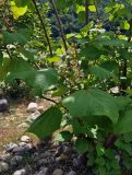 Catalpa ovata