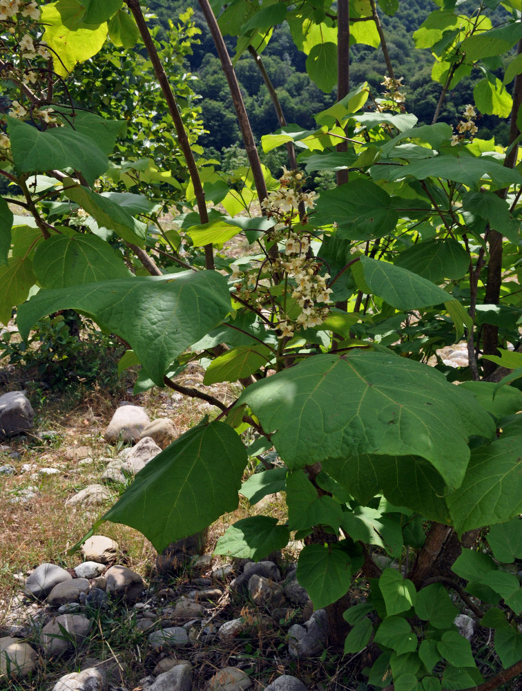 Image of Catalpa ovata specimen.