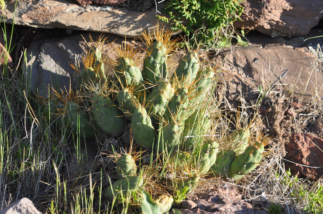 Изображение особи семейство Cactaceae.