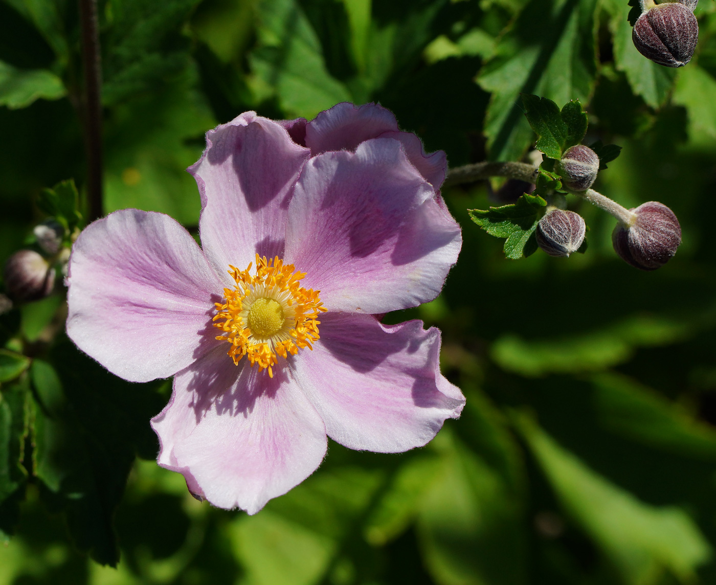 Изображение особи Anemone hupehensis.