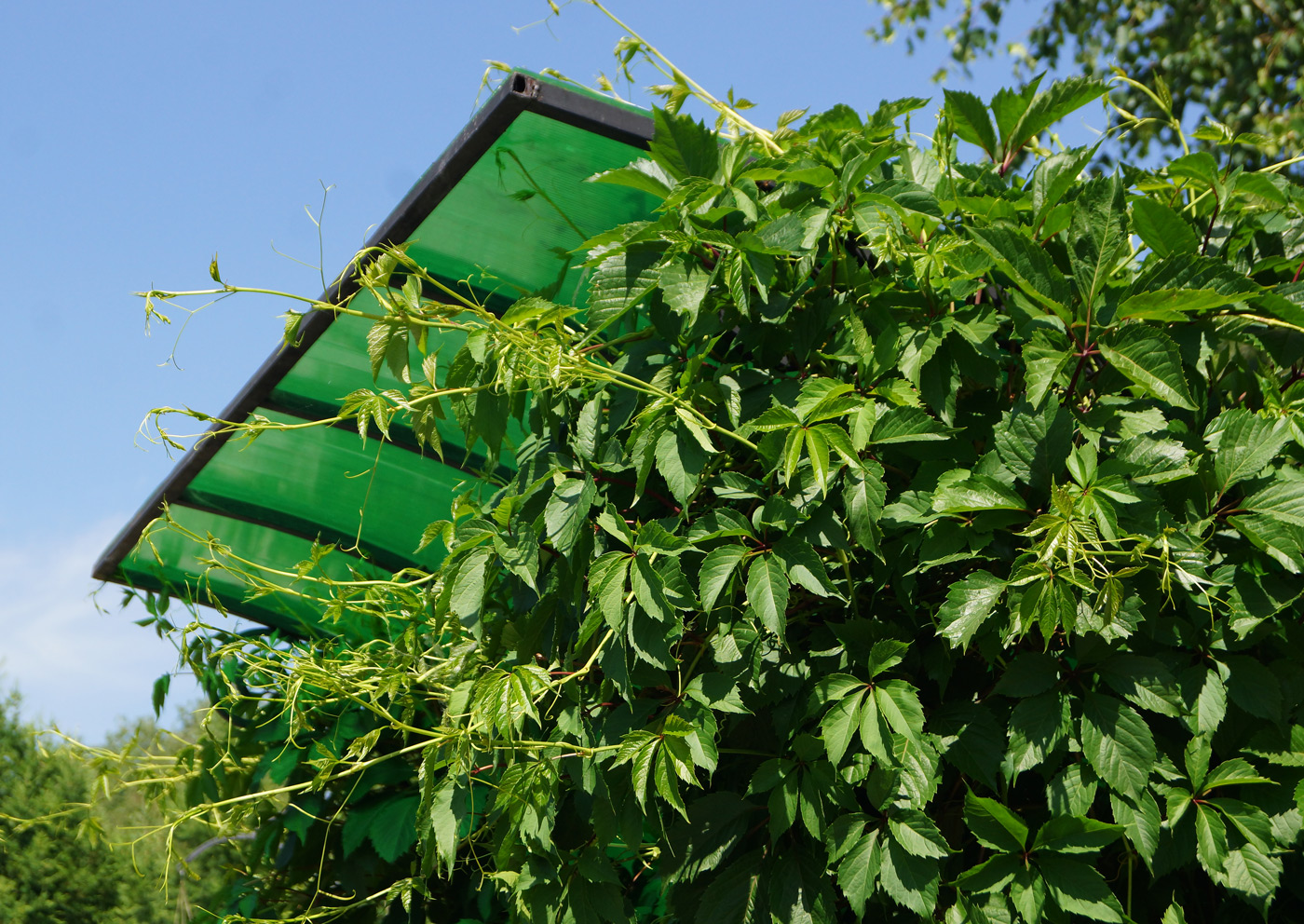 Image of Parthenocissus quinquefolia specimen.