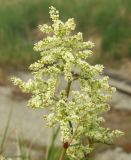 Aconogonon divaricatum