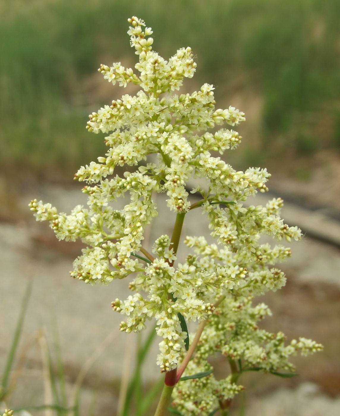 Image of Aconogonon divaricatum specimen.