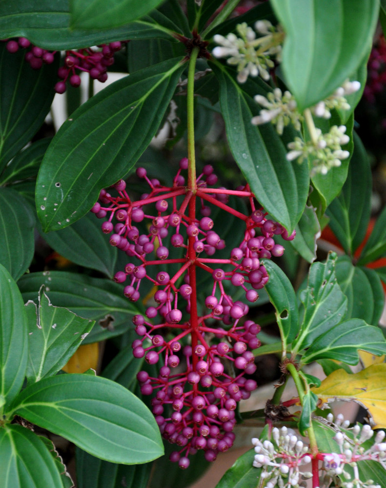 Изображение особи Medinilla cummingii.