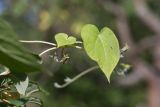 Ipomoea purpurea. Верхушки побегов с бутонами. Санкт-Петербург, г. Ломоносов, в культуре. 23.09.2017.