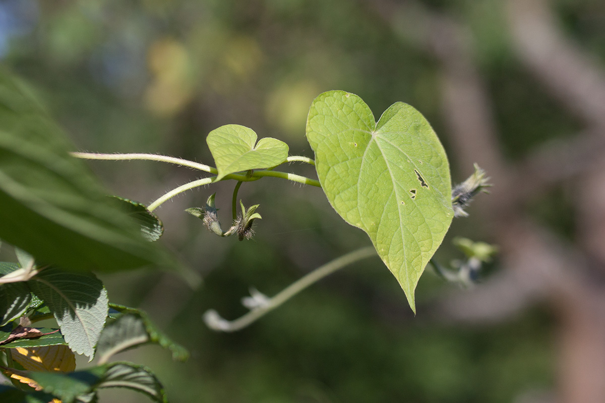 Image of Ipomoea purpurea specimen.