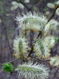 Salix phylicifolia. Верхушка побега с мужскими соцветиями. Свердловская обл., окр. г. Североуральск, р-н ЮВС шахты 16-16/бис. 19.05.2016.