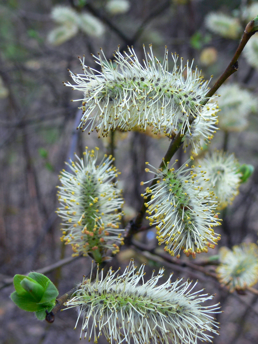 Изображение особи Salix phylicifolia.