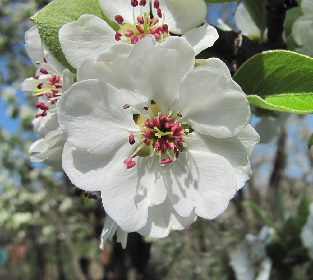 Image of Pyrus communis specimen.