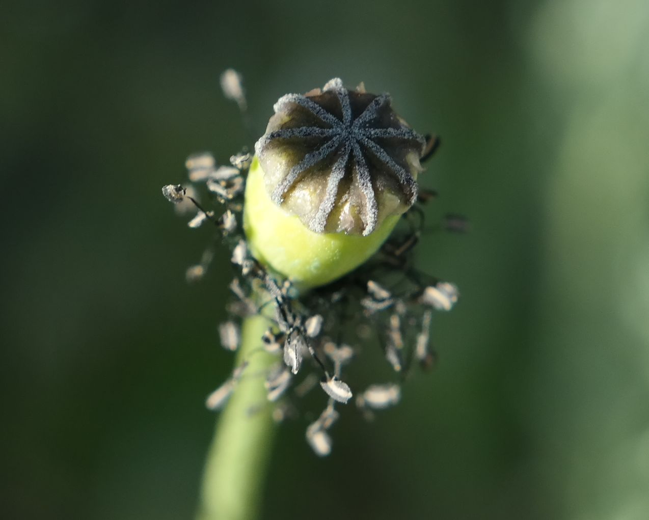 Image of genus Papaver specimen.