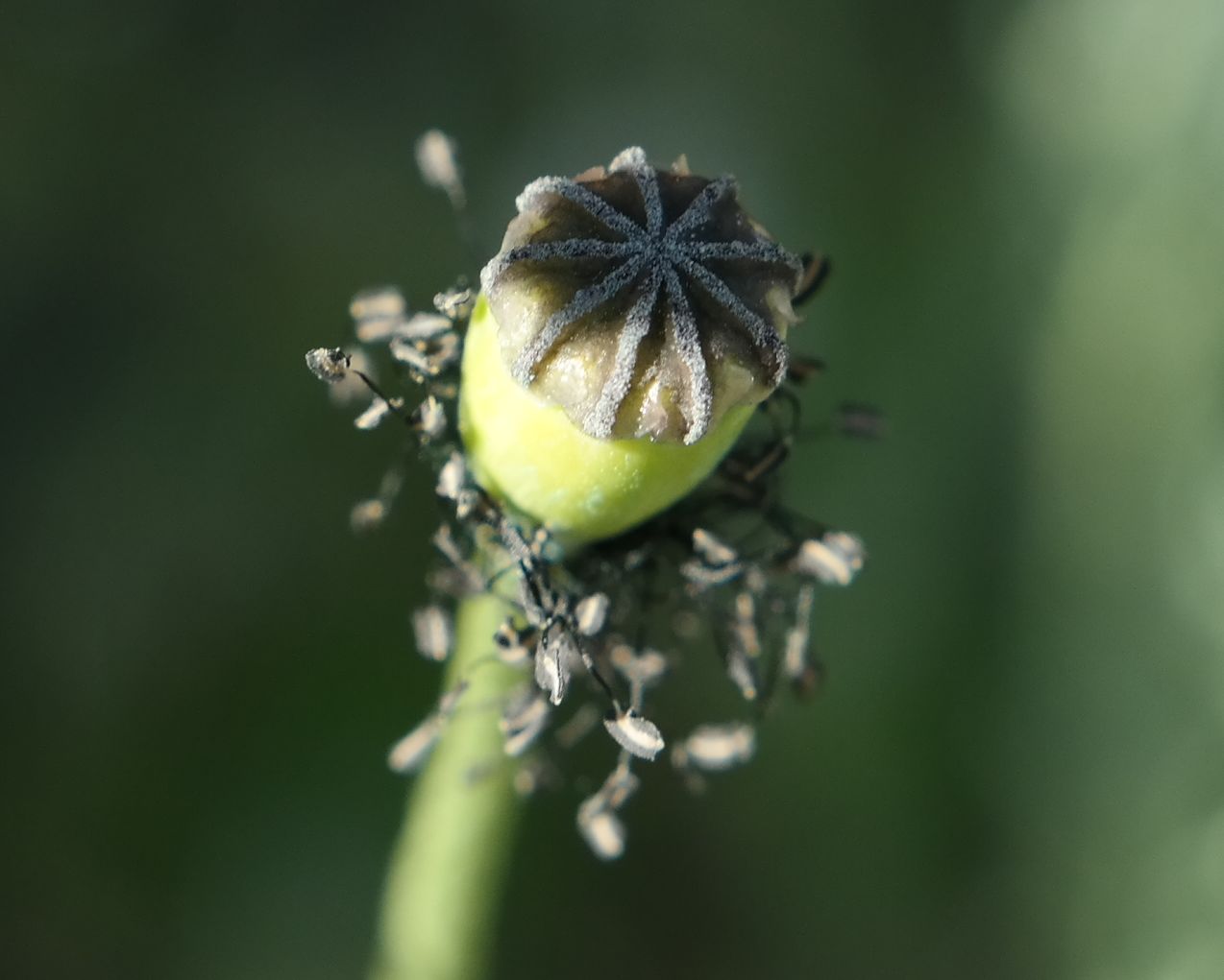 Изображение особи род Papaver.