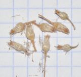 Pluchea dioscoridis