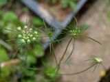 Daucus guttatus