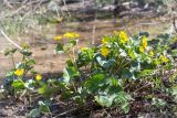 Caltha palustris. Цветущее растение. Ленинградская обл., Ломоносовский р-н, долина р. Шингарка, влажный низкий берег во время разлива. 12.05.2018.