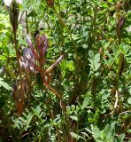 Astragalus buschiorum