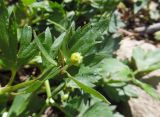 Ranunculus repens