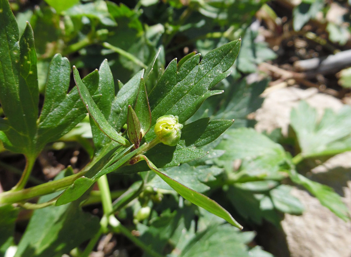 Изображение особи Ranunculus repens.