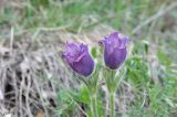 Pulsatilla violacea. Верхушки цветущих растений. Грузия, Казбегский муниципалитет, окраина с. Степанцминда, зап. склон горы Куро, травянистый склон. 21.05.2018.