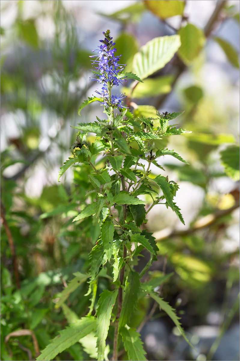 Image of Veronica longifolia specimen.