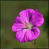 Geranium sanguineum. Цветок в заключительной стадии цветения. Республика Татарстан, национальный парк \"Нижняя Кама\", 20.08.2007.