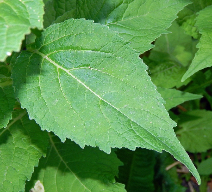 Image of Campanula latifolia specimen.