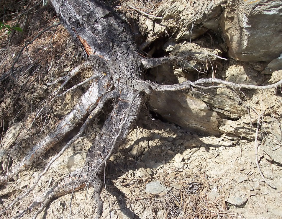 Image of Pinus sylvestris specimen.