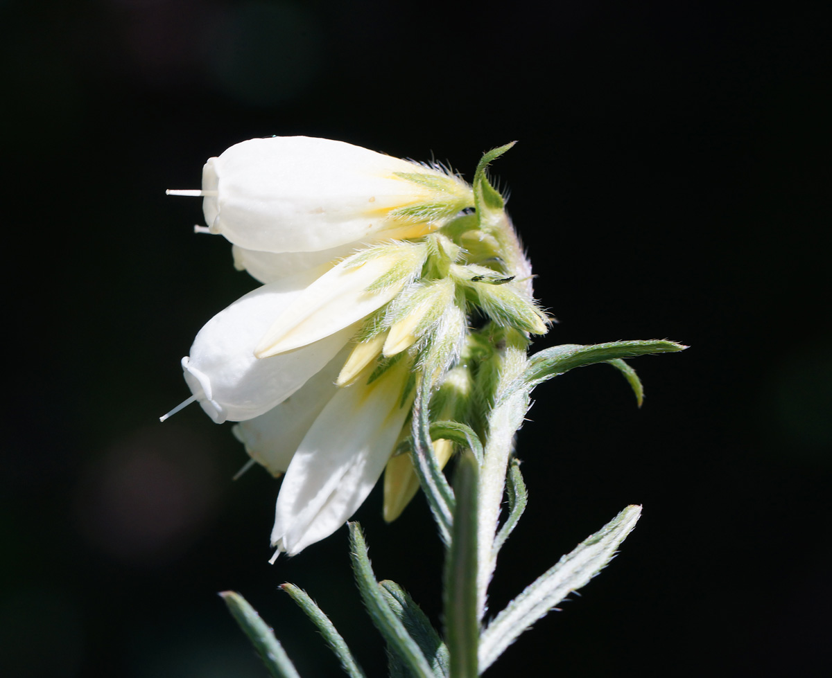 Изображение особи Onosma simplicissima.