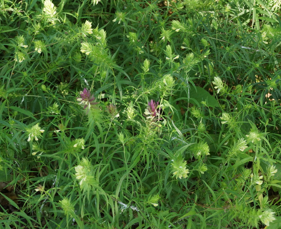 Image of Melampyrum argyrocomum specimen.