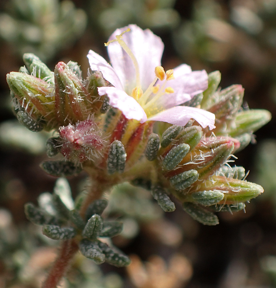 Image of Frankenia hirsuta specimen.