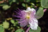 Capparis zoharyi. Цветок. Израиль, Голанские высоты, мошав Одем. 06.07.2018.