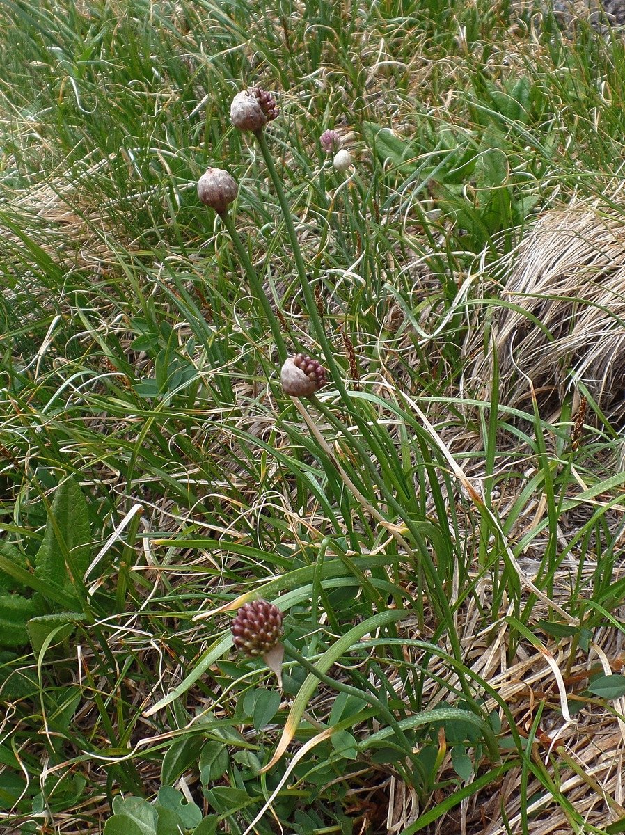 Image of Allium pumilum specimen.