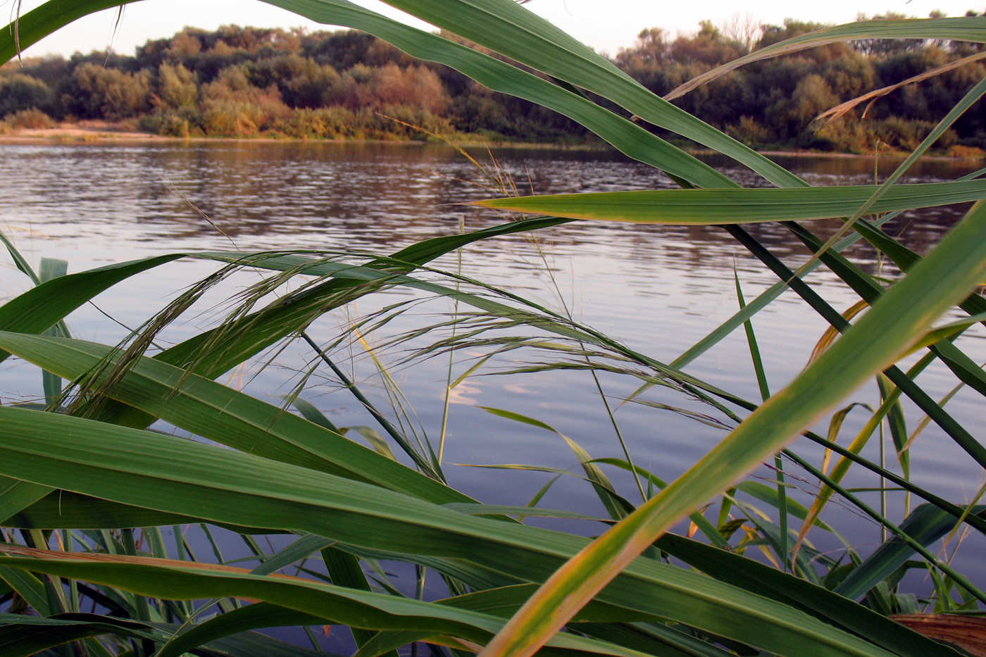 Image of Zizania latifolia specimen.