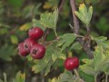 Crataegus × tournefortii. Часть ветви с соплодием. ЮЗ Крым, окр. с. Резервное, гора Калафатлар, поляна заросшая кустарником. 30.09.2018.