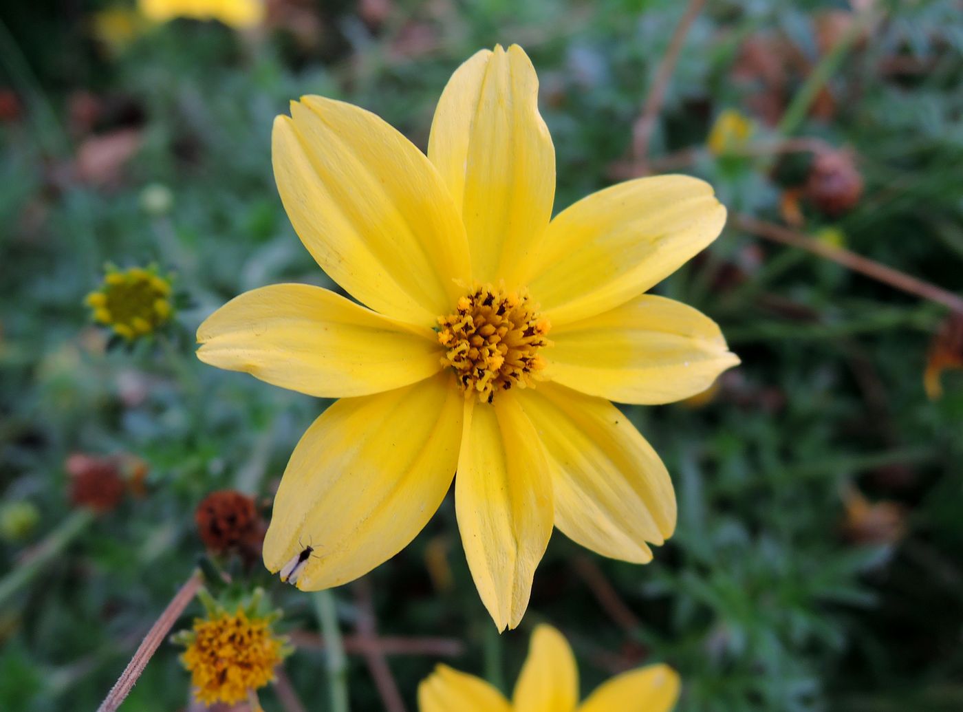 Image of Bidens aurea specimen.