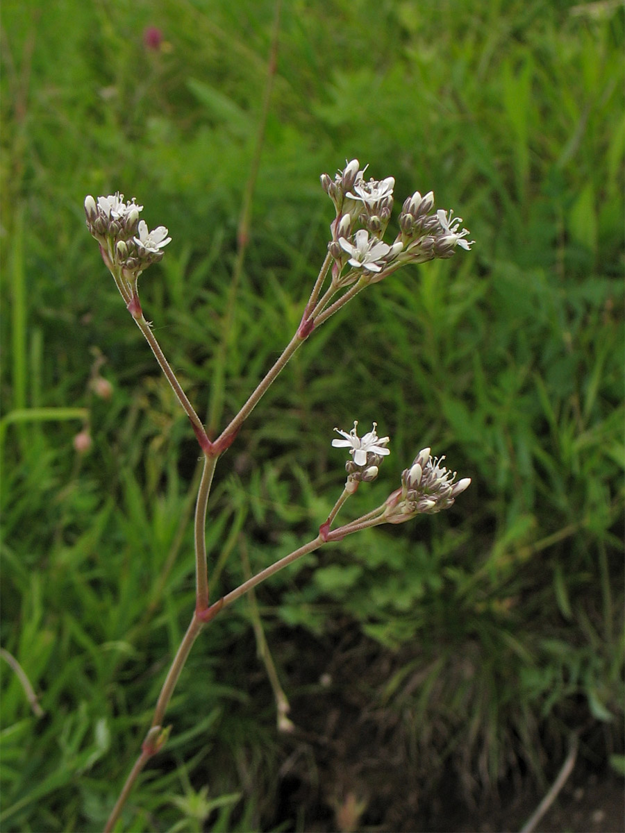 Изображение особи Gypsophila fastigiata.