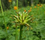 Trollius kolonok