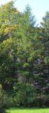 Larix occidentalis