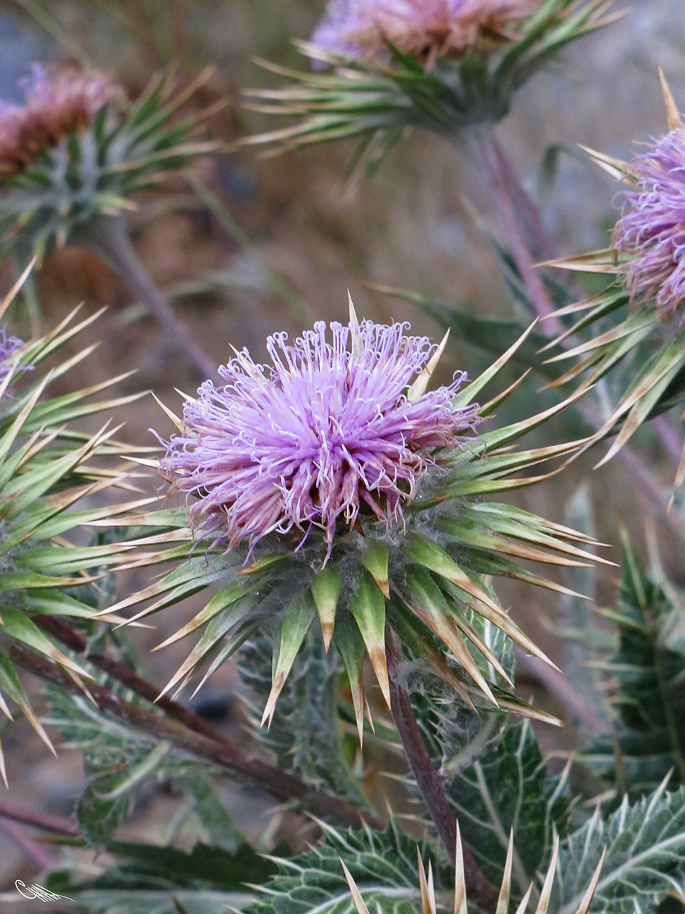 Изображение особи Cousinia speciosa.