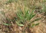 Plantago lanceolata. Нижняя часть цветущего растения. Дагестан, окр. г. Избербаш, побережье Каспийского моря. 13.05.2018.