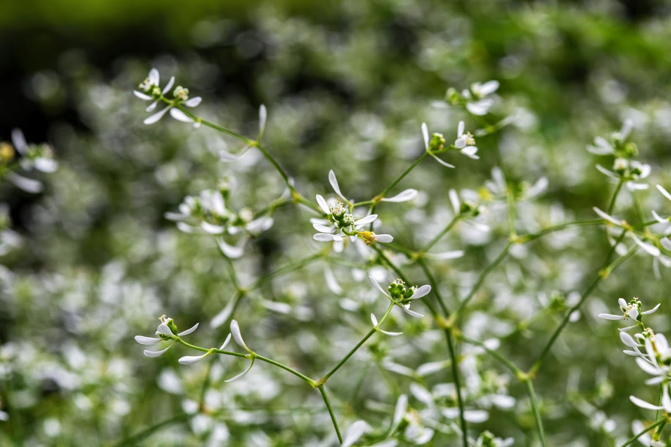 Изображение особи Euphorbia graminea.