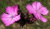 Dianthus borbasii