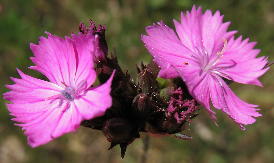 Image of Dianthus borbasii specimen.