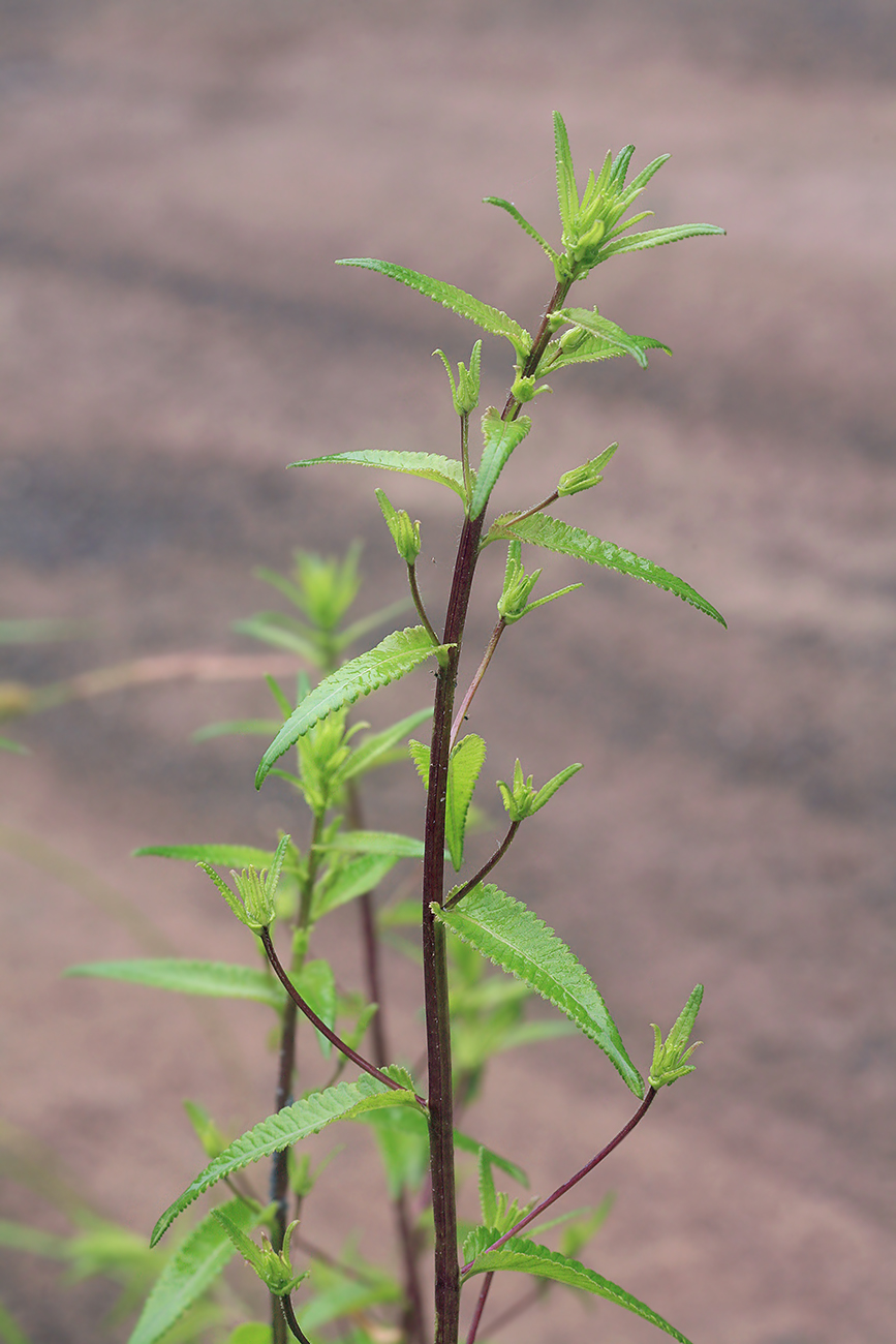 Изображение особи Pedicularis resupinata.