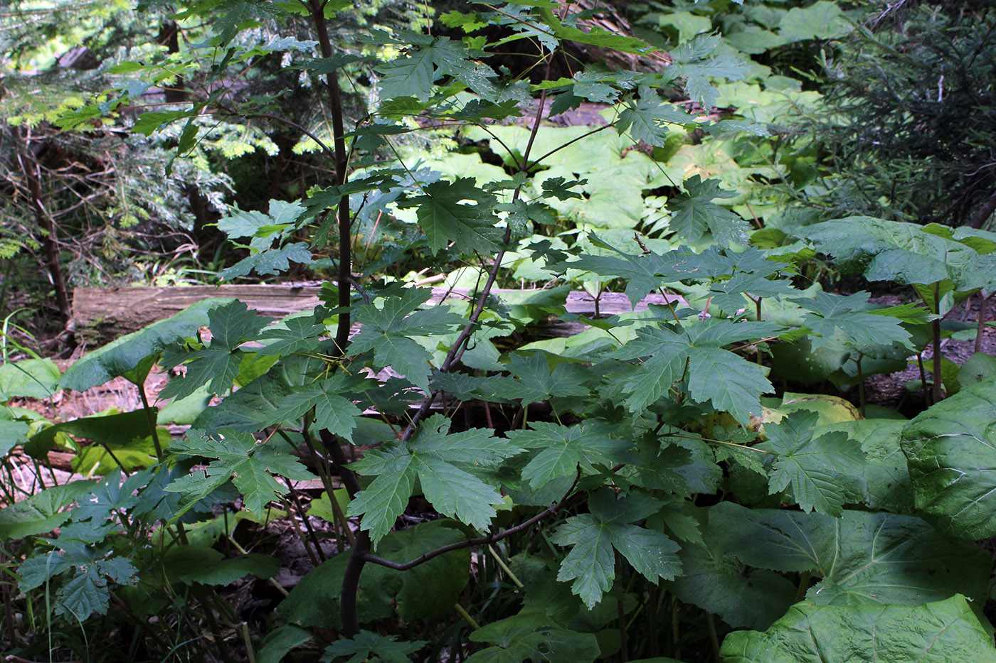 Image of Acer trautvetteri specimen.